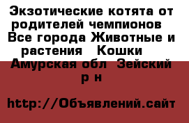  Экзотические котята от родителей чемпионов - Все города Животные и растения » Кошки   . Амурская обл.,Зейский р-н